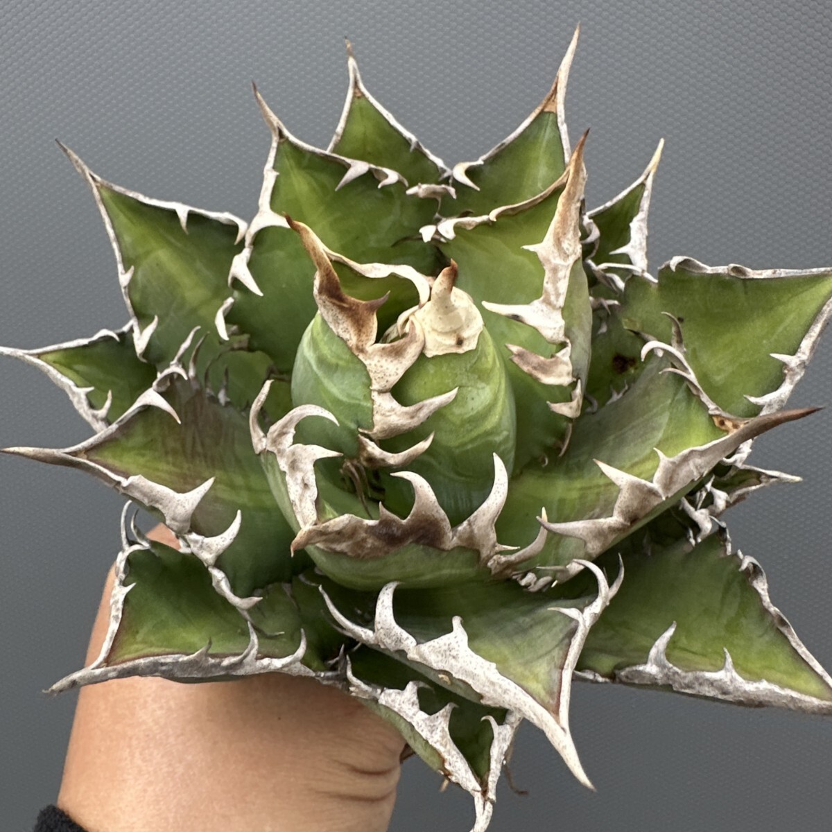 Yahoo!オークション - 「ゴリ猫」の落札相場・落札価格