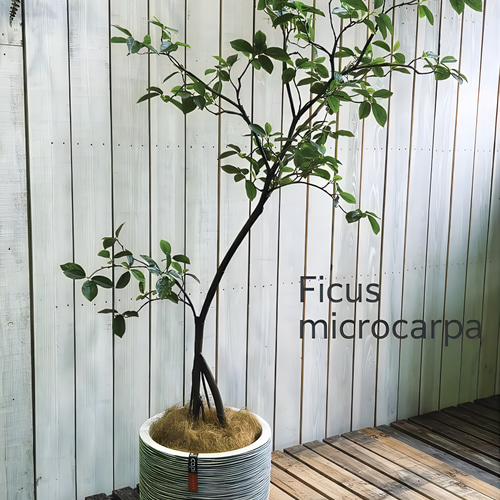 光触媒 人工観葉植物 ウォールグリーン フェイクグリーン ガジュマル