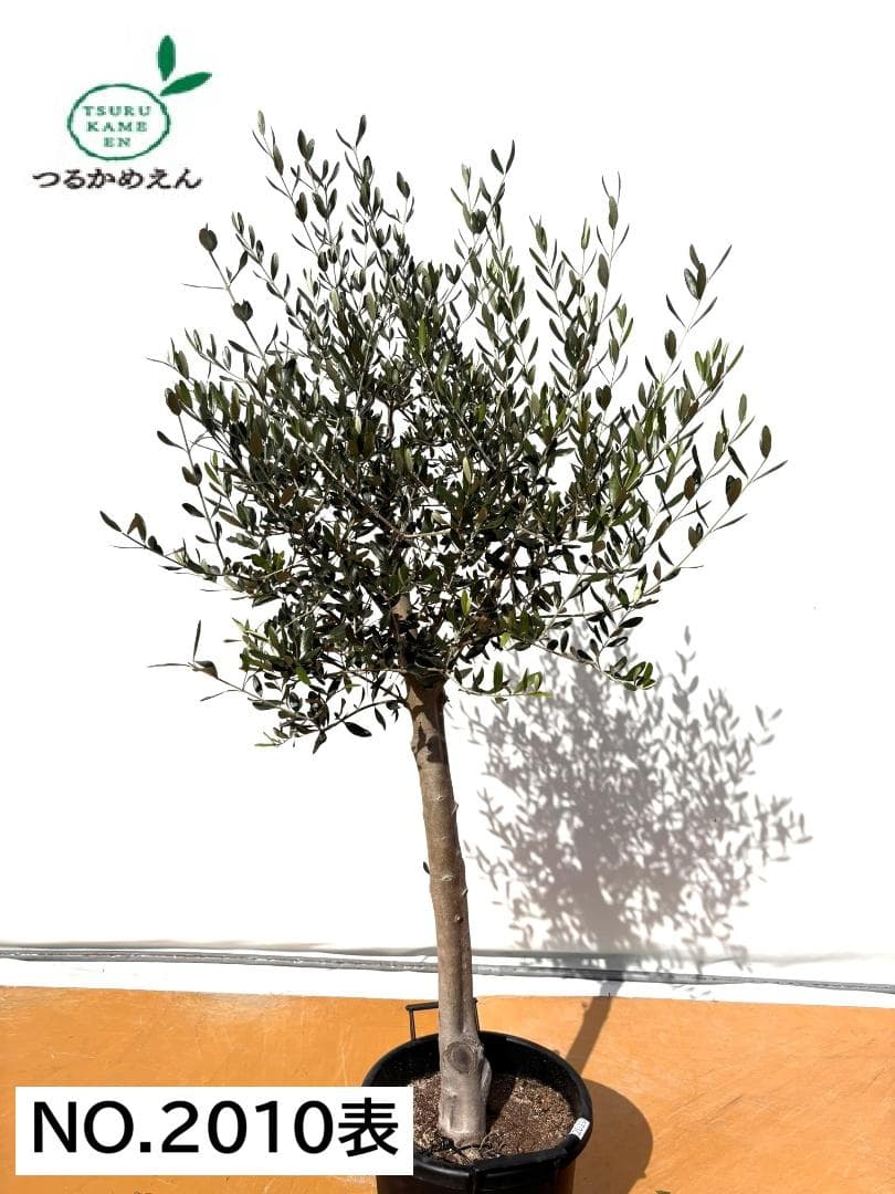 オリーブの木　ルッカ　約170cm　NO.2010　大型　人気品種　現品掲載 ルッカ（オリーブの木）｜XL｜NO.1880｜約200cm｜人気・寒冷地OK